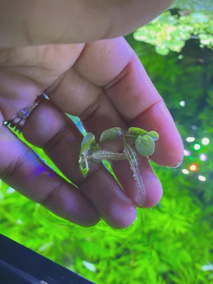 Duckweed (Lemna minor) And Salvinia Minima Combo- Easy Aquarium Plant: 4oz