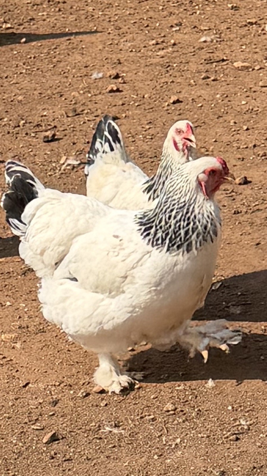 Pure Bred White Light Brahma Fertilized Chicken Hatching 12 Eggs