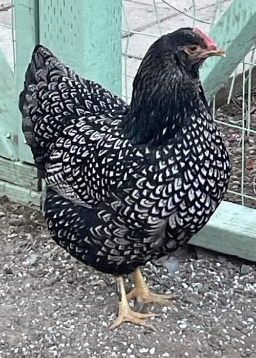 10+ Hatching Eggs Double Silver Laced Barnevelder