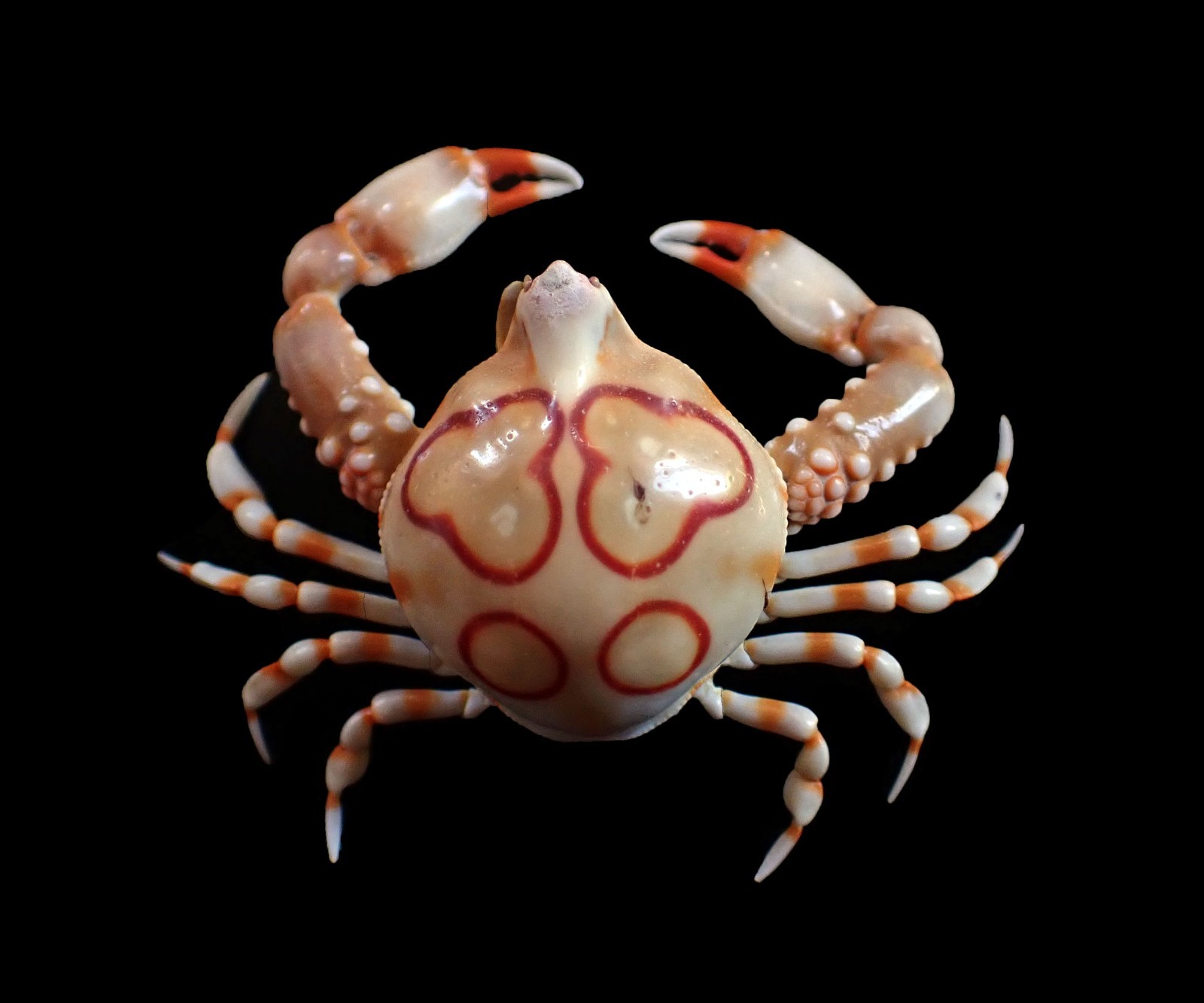 Crab taxidermy - Leucosia anatum -  43mm x 50mm (HEART PEBBLE!!!)