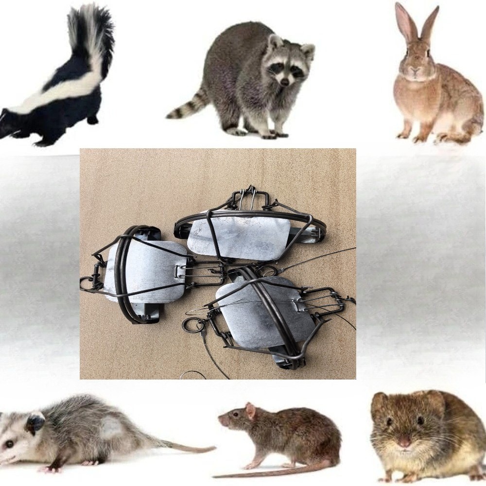 (3 TRAPS) 4-3/10" Coil Spring Trap Mouse Rat Coyote Raccoon Nutria Mink Hare