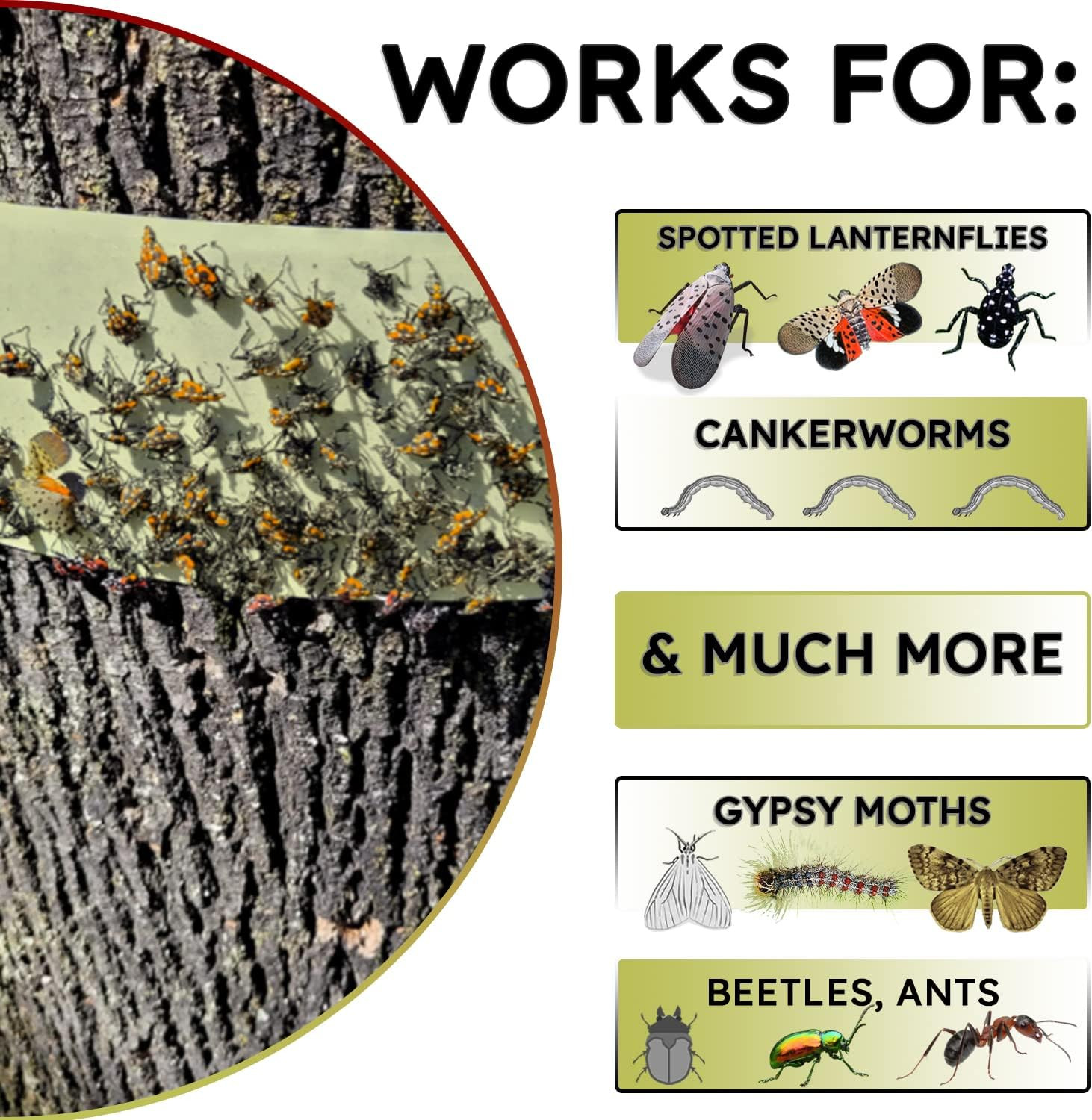 , Spotted Lantern Fly Tree Trap - 4 Rolls (30 Feet Each Roll) - Lanternfly Tree