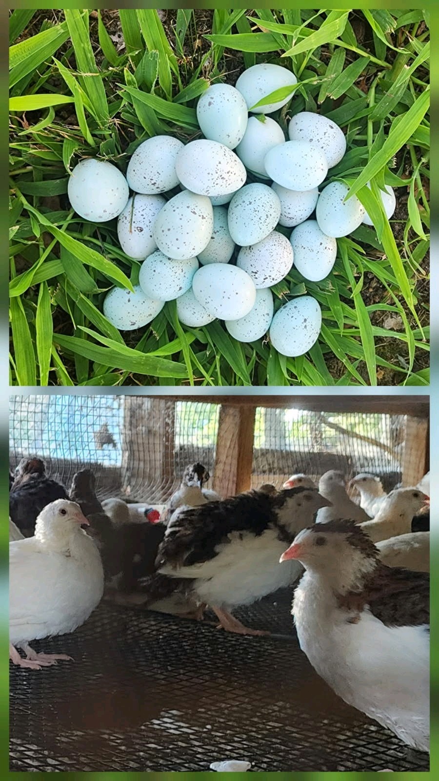100+ Rare Celadon Coturnix Quail Hatching Eggs NPIP (Ships In Foam )