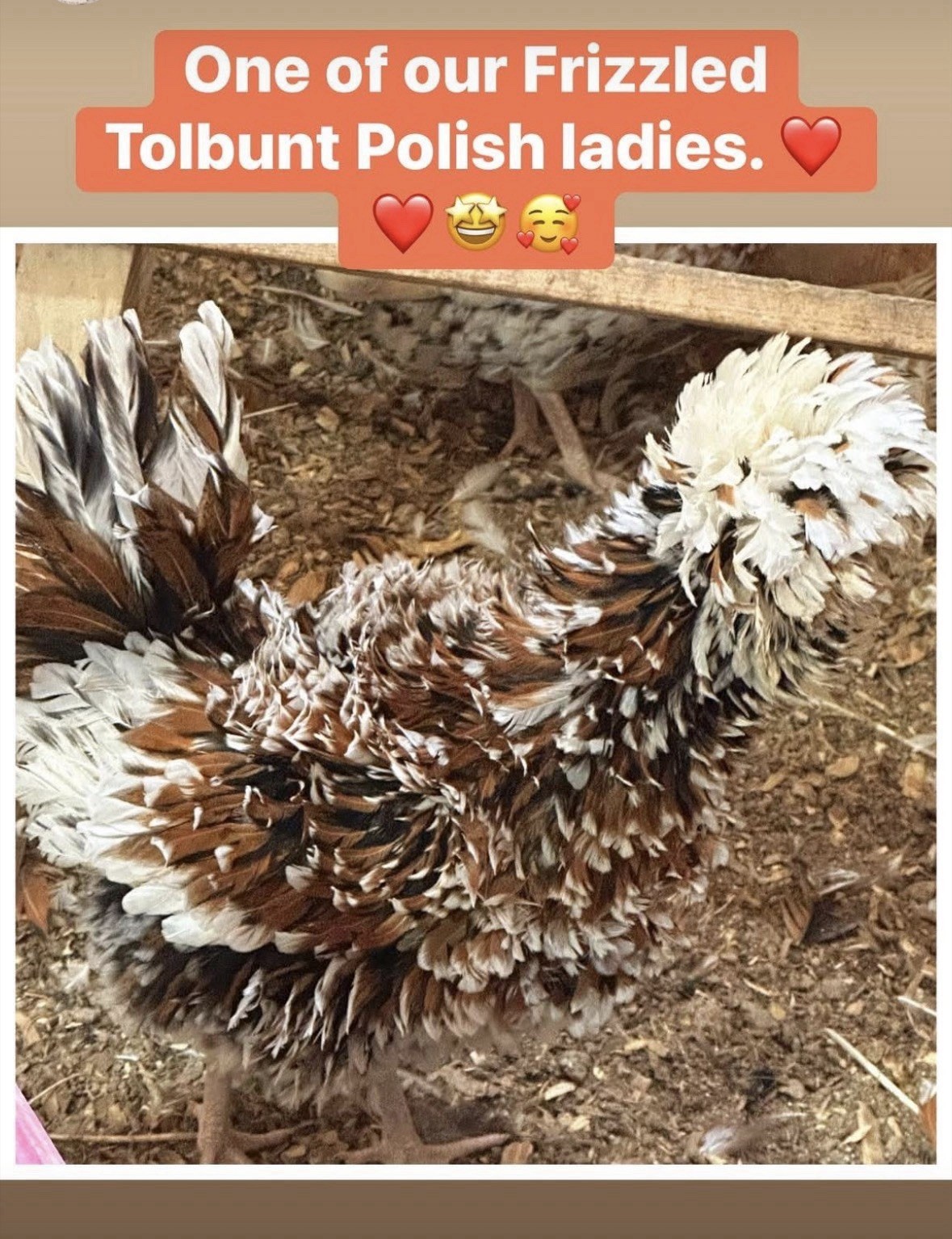 12 Tolbunt Polish Hatching Eggs (NPIP Certified)
