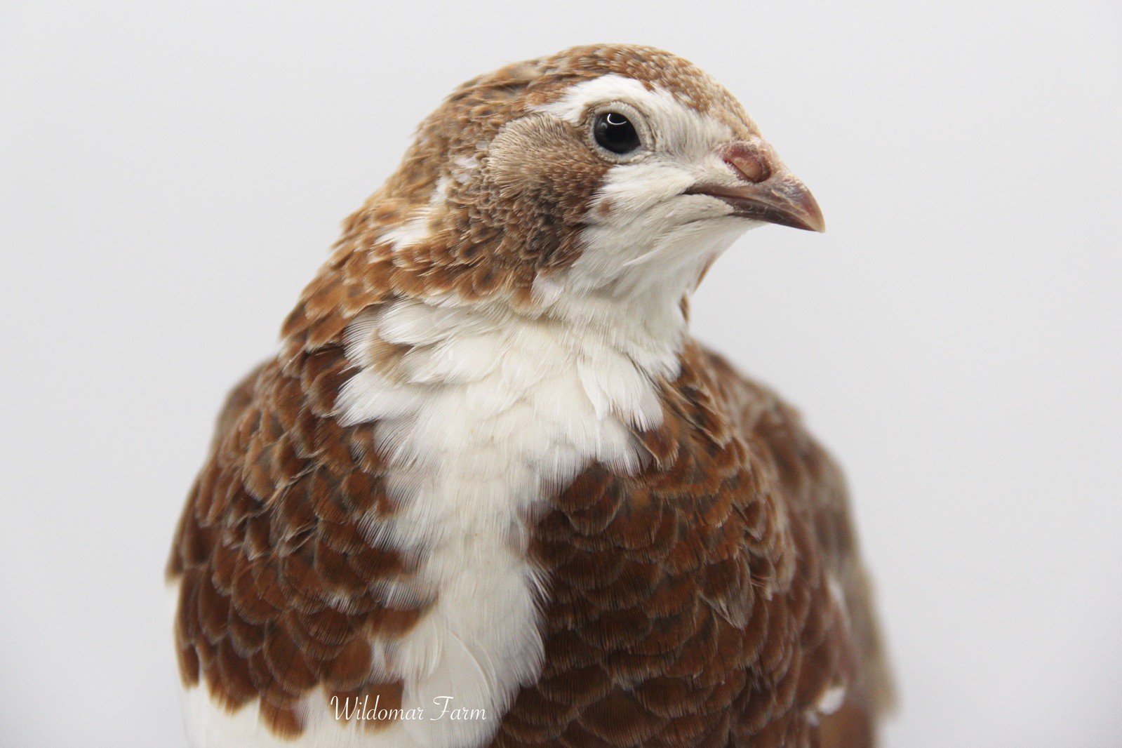 60+ Coturnix Quail Hatching Eggs