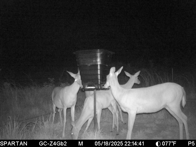 Deer feeder
