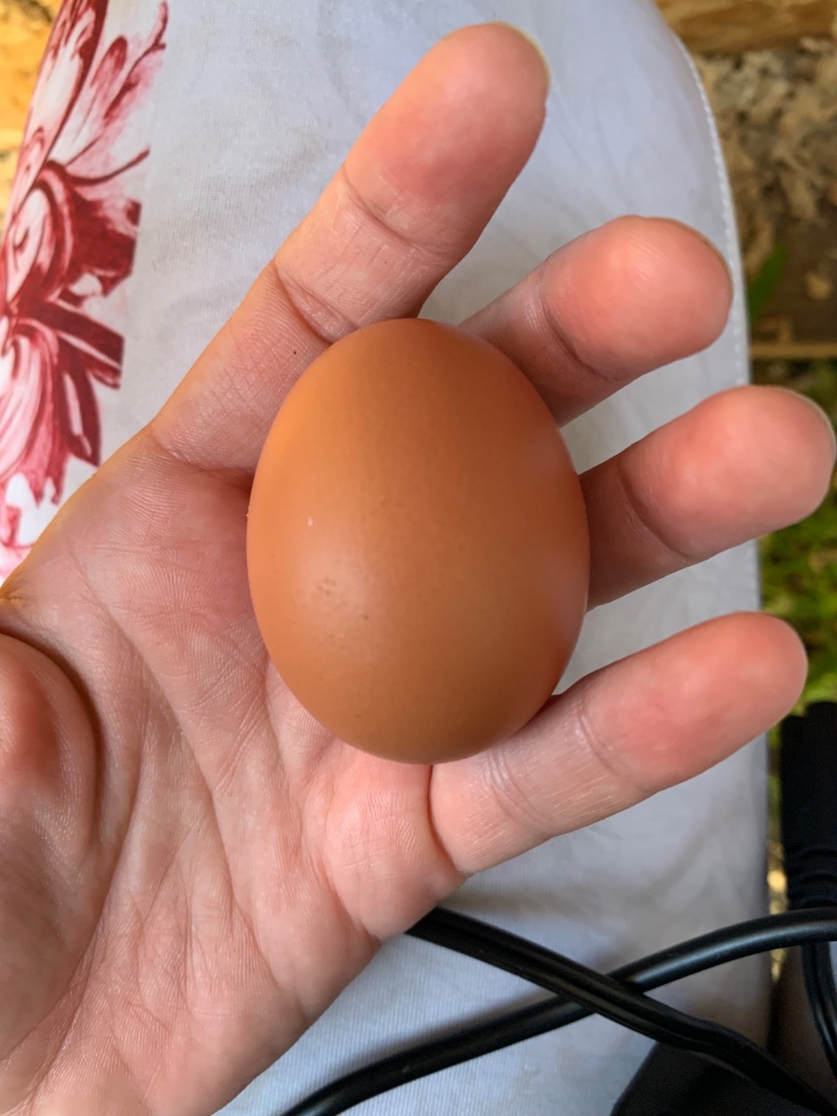 6 Isa Brown Red Sexlink Cinnamon Queen Autosex Fertile Hatching Chicken eggs -