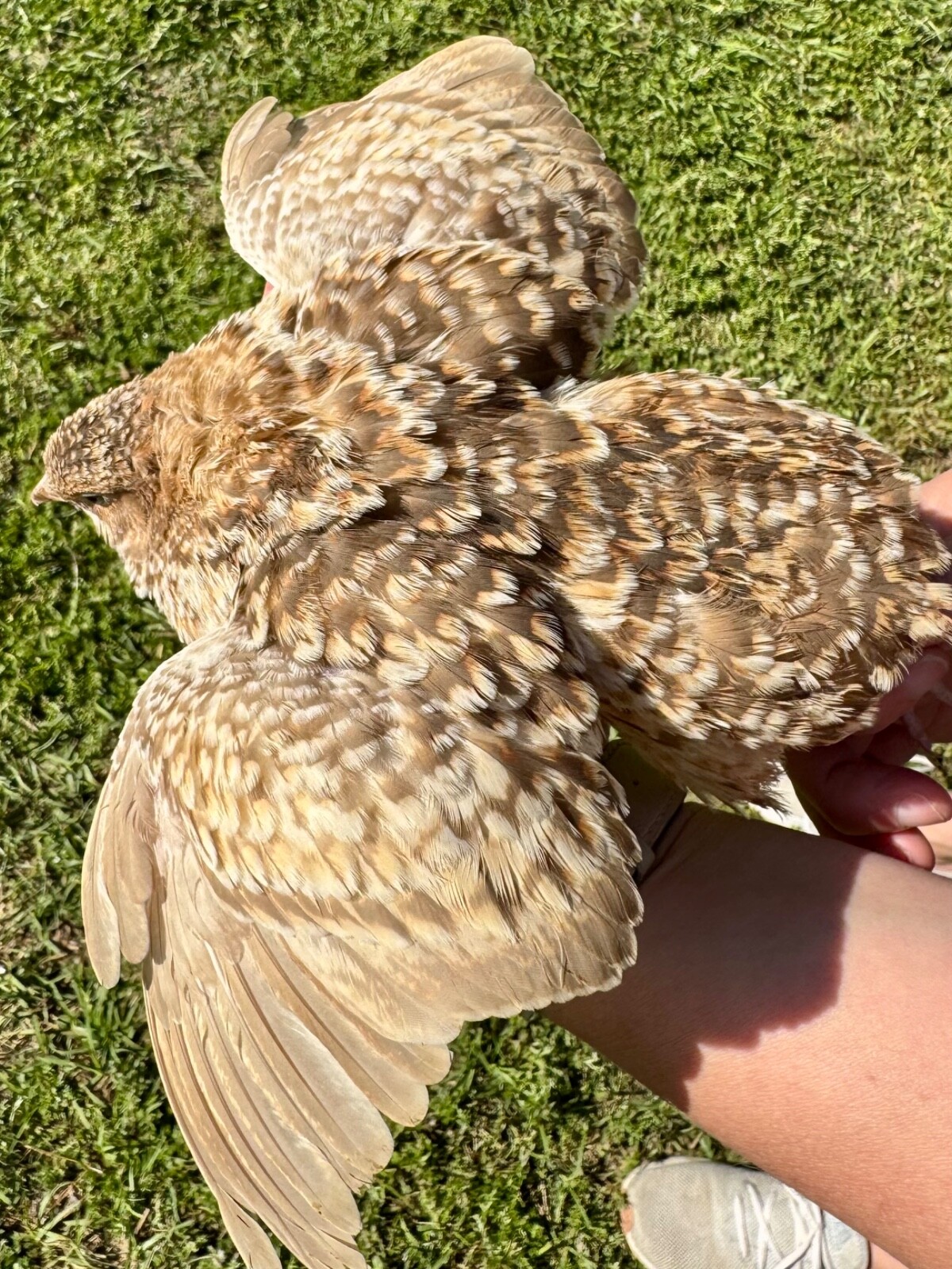 100+ RARE COLORS Coturnix Quail Hatching Eggs NPIP AI Free