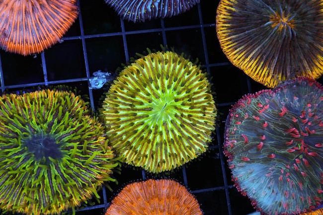 Green Tip Fungia Plate Coral WYSIWYG - SAQ Coral Farm