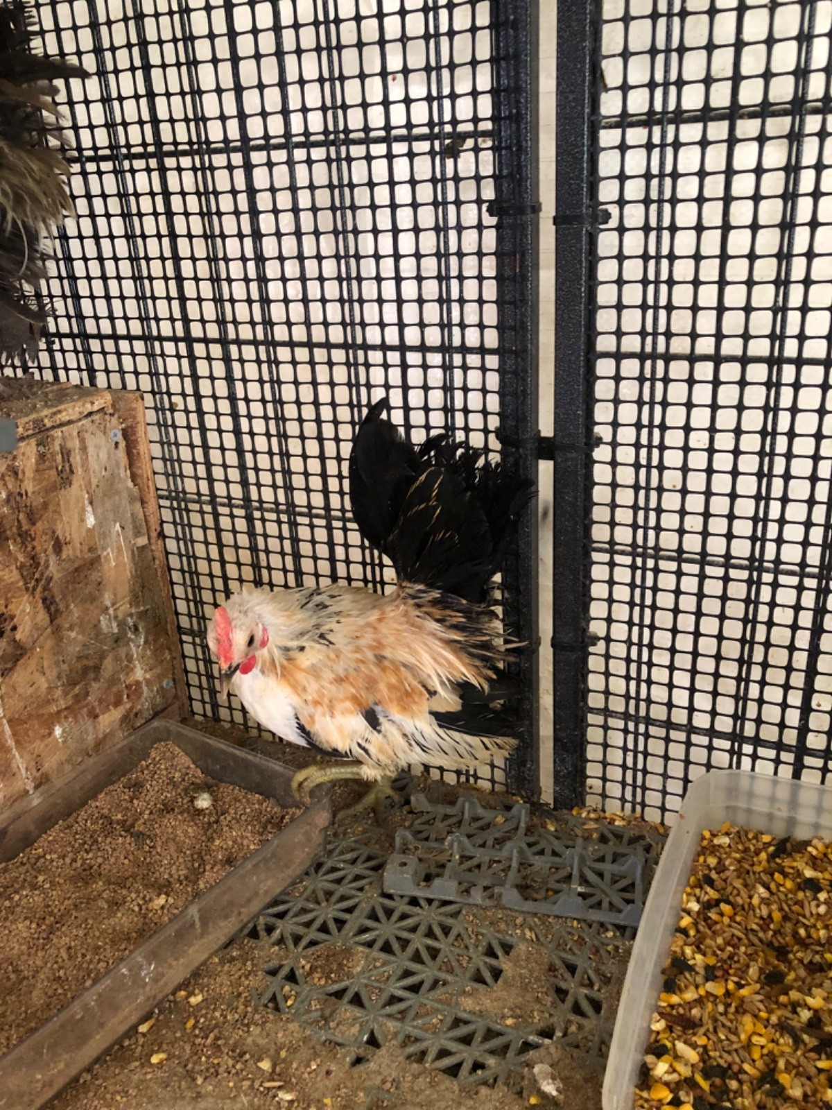 12 Clean Serama Hatching Eggs, Micro, A & B Types / Malay/Trad