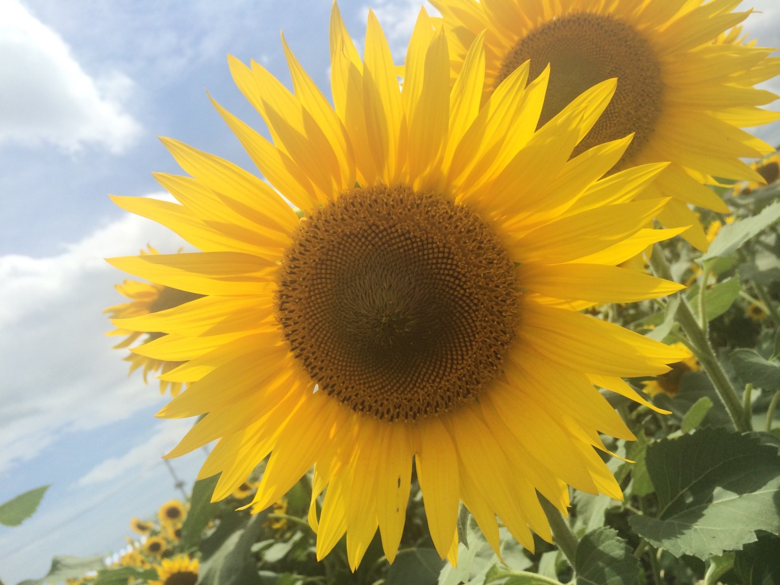 Sunflower Field in Japan Digital Photo Sun Flowers Summer Landscape Wallpaper
