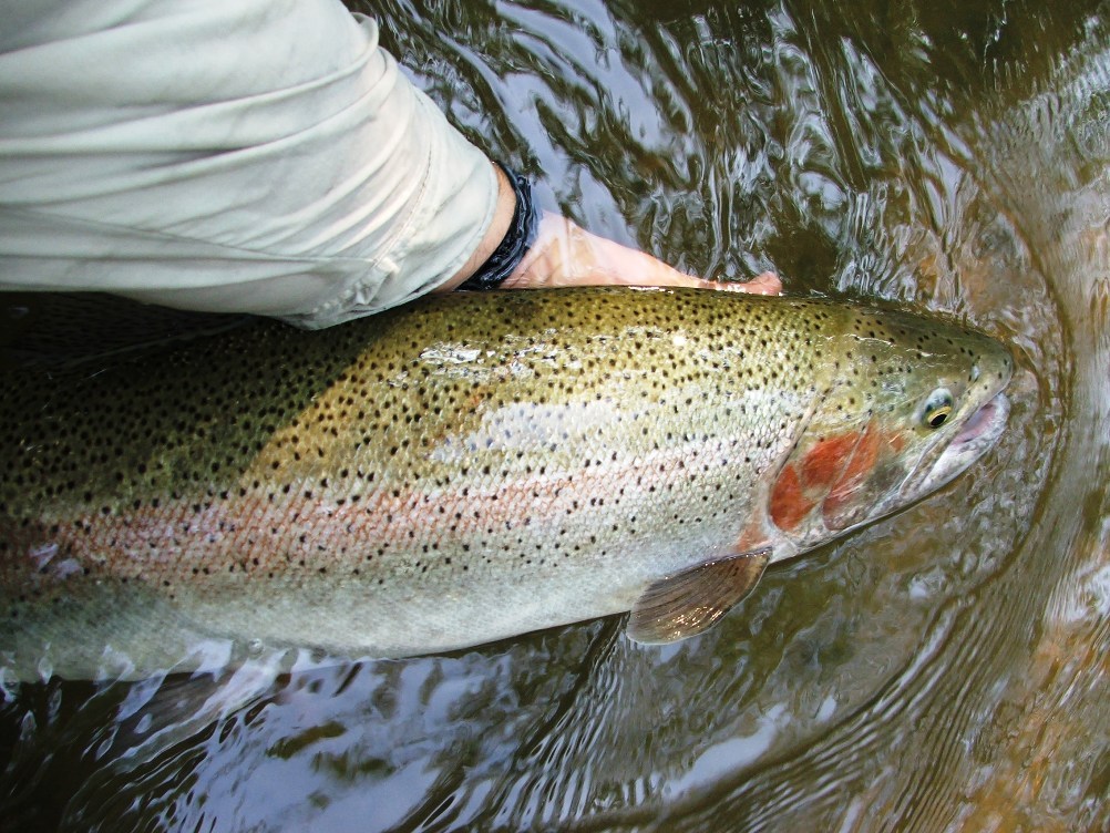 Irideus Blue Dream Mix Soft Hackle Wooly Bugger Streamer flies Trout Fly Fishing