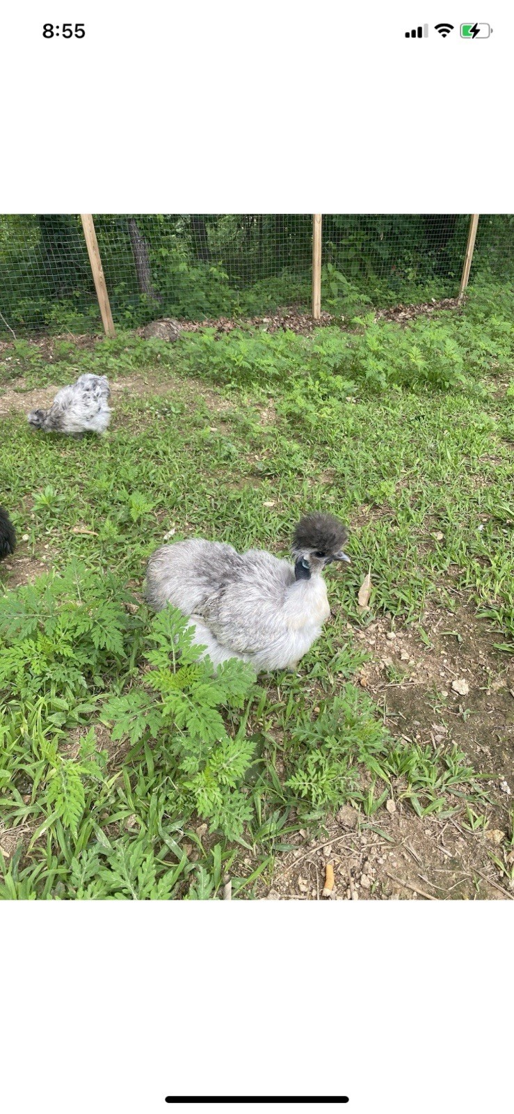 24 Bearded Silkie Hatching Eggs