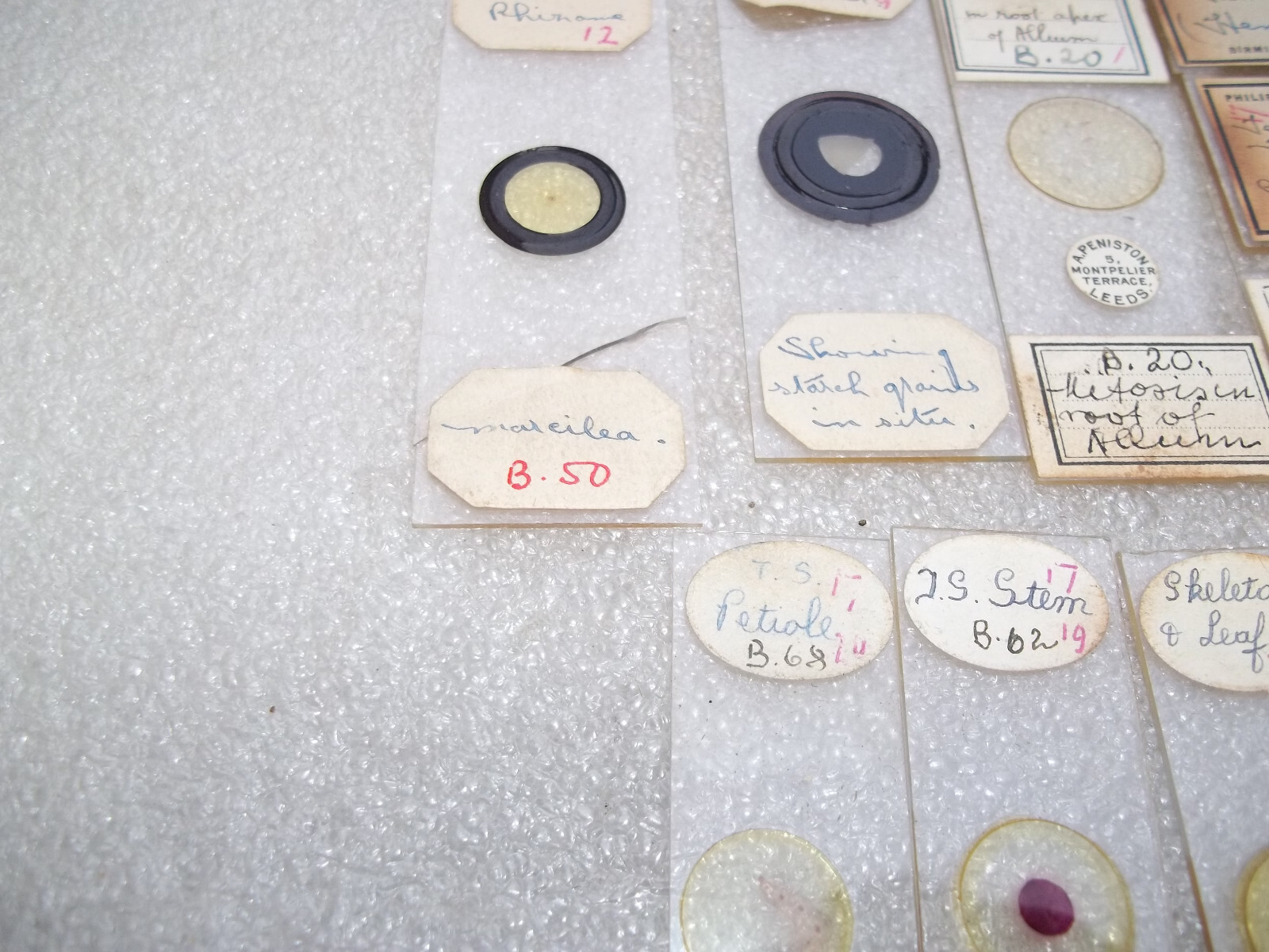 Vintage Glass Microscope Slides -