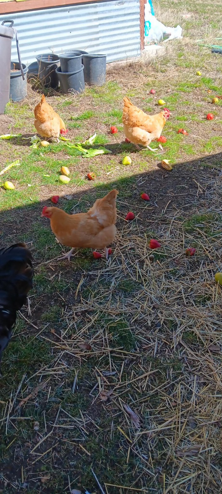 14 Hatching Chicken Eggs Plus 2 Ducks Eggs