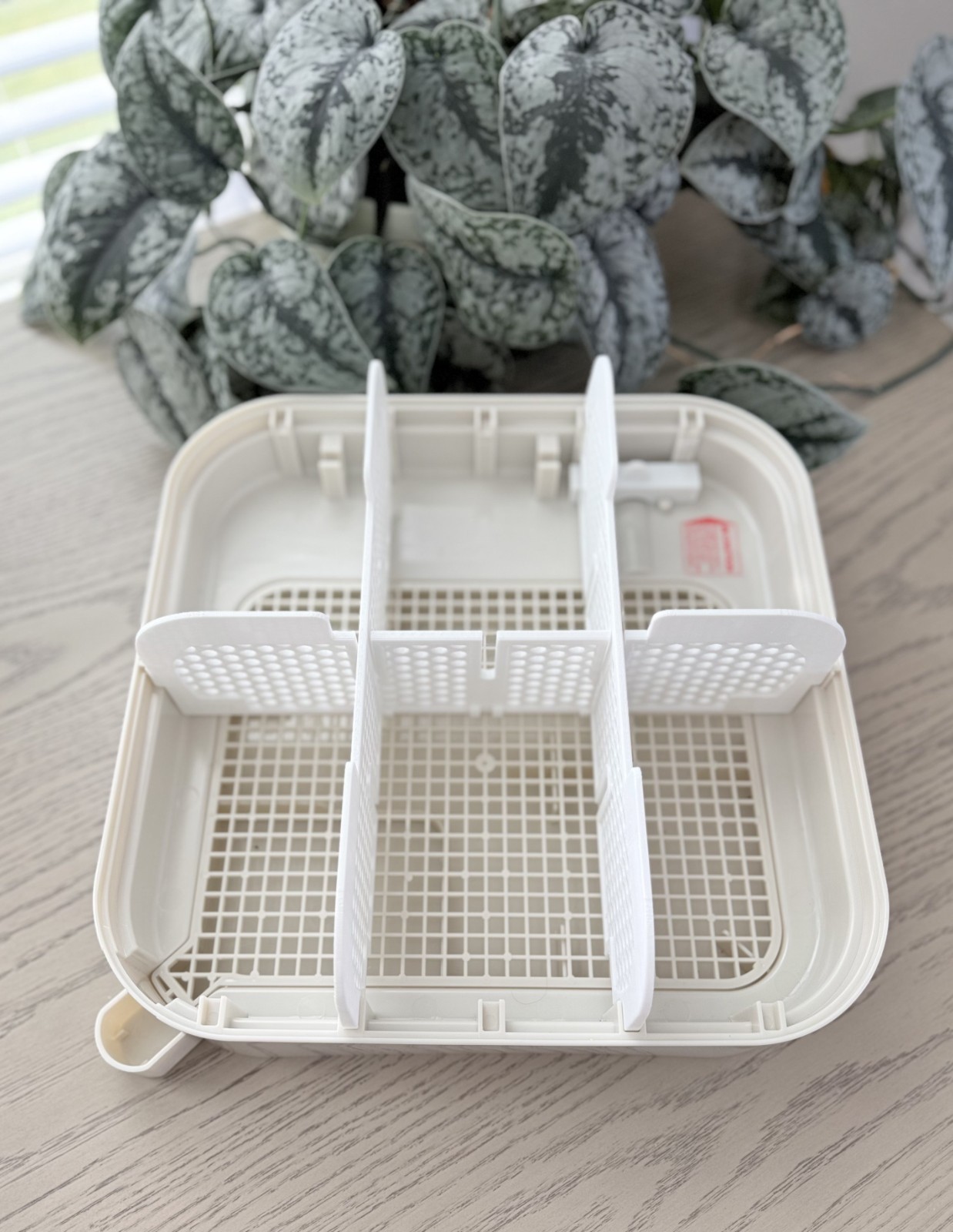 MATICOOPX INCUBATOR DIVIDER