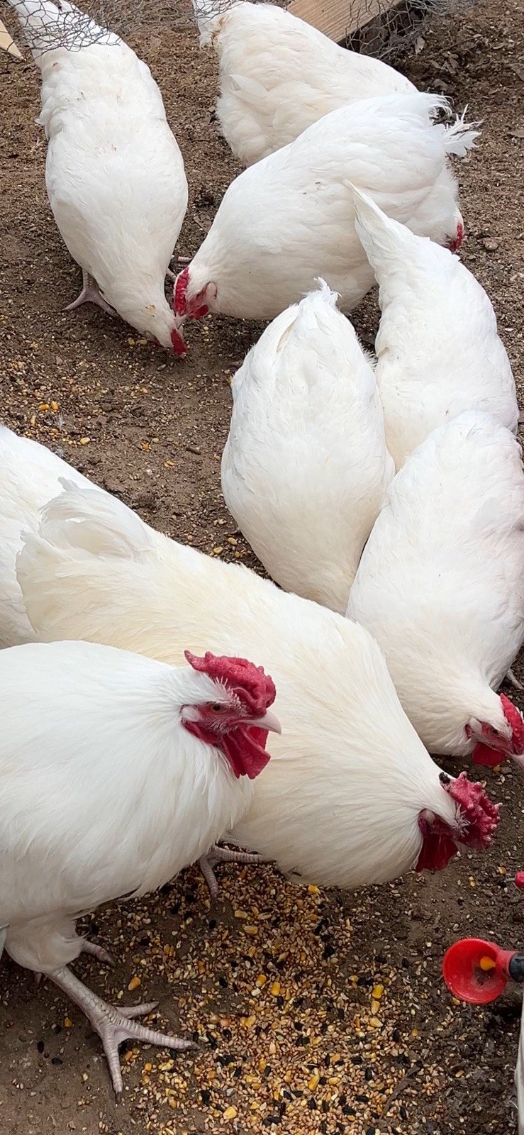 Two Dozen Threatened Rose Comb White Dorking Hatching Eggs
