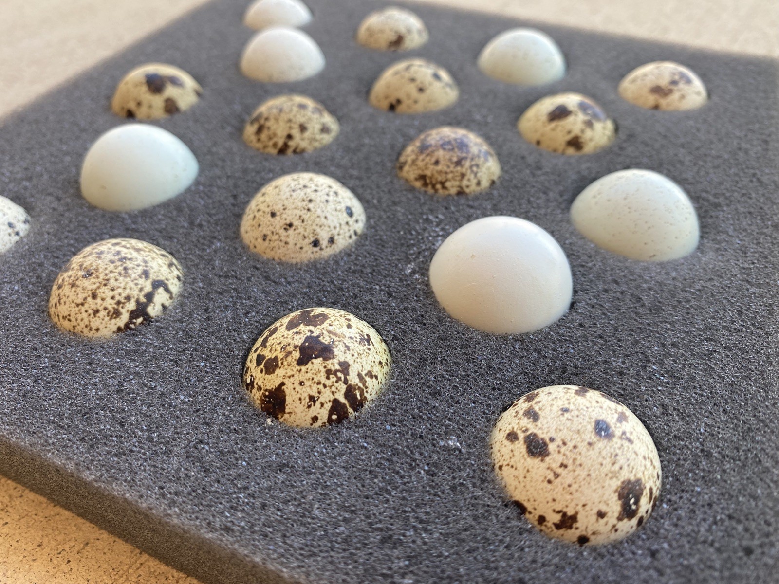 30+ Coturnix Quail Hatching Eggs