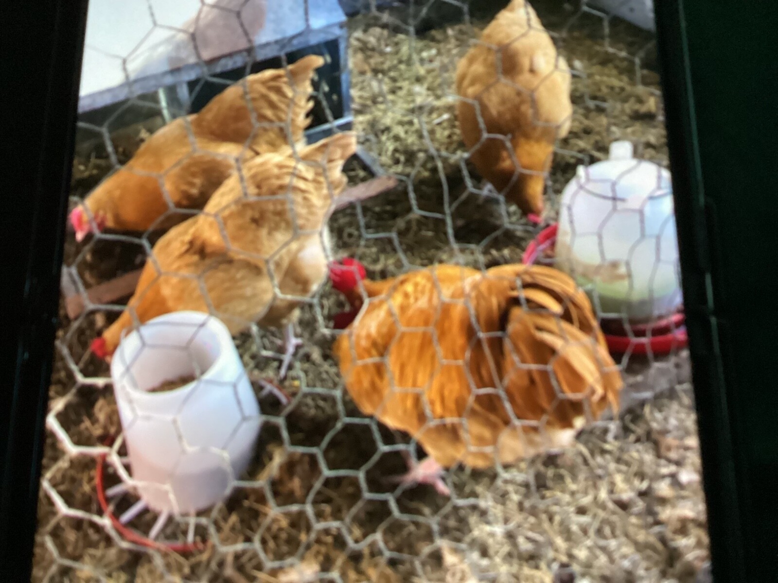 6 Buff Orpington Purebred Hatching Chicken Eggs