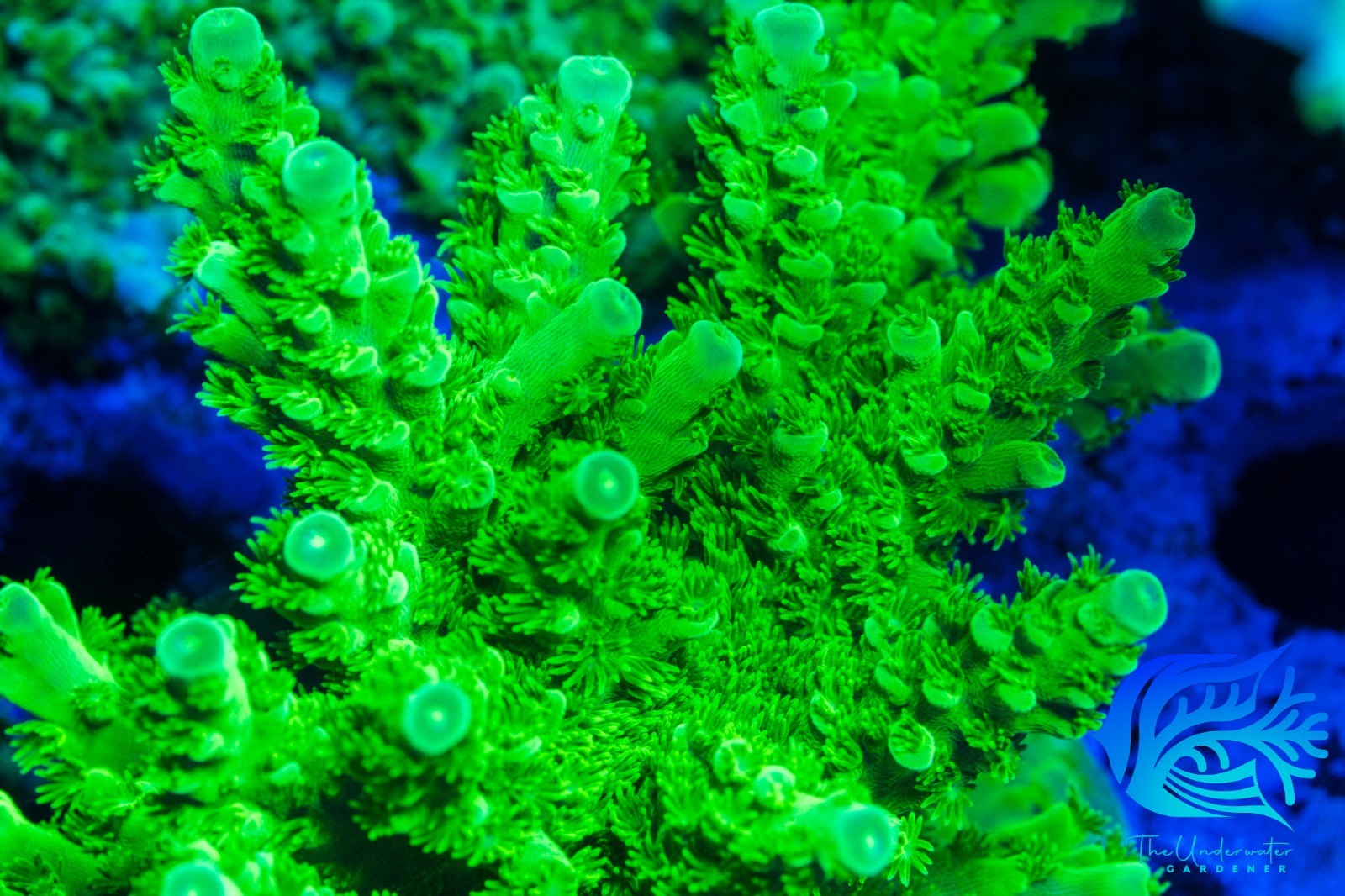 TUG  Jake Adams Toxic Acropora Florida - Frag - Aquacultred - Live Coral