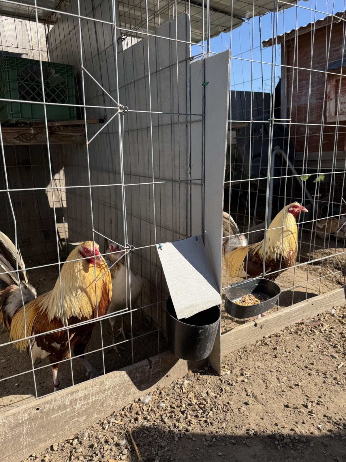 Chicken Hatching Eggs