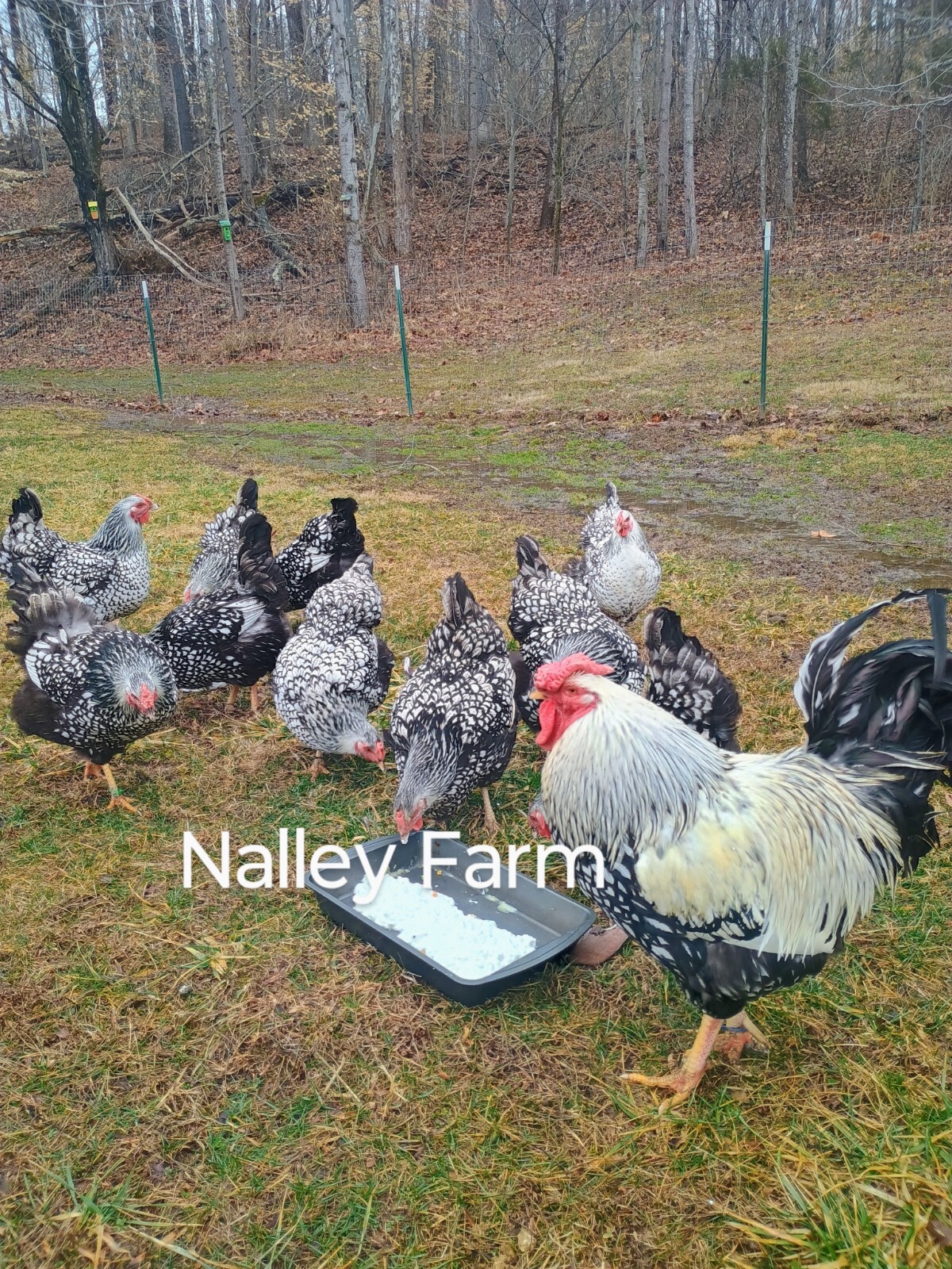 Silver Laced Wyandotte (12) 🐣 fertilized hatching eggs.Please read description.