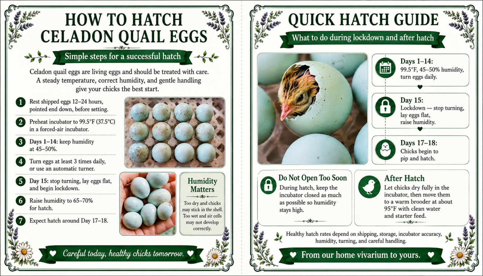 4 Fresh Celadon Quail Fertile Hatching Eggs Shipped Securely