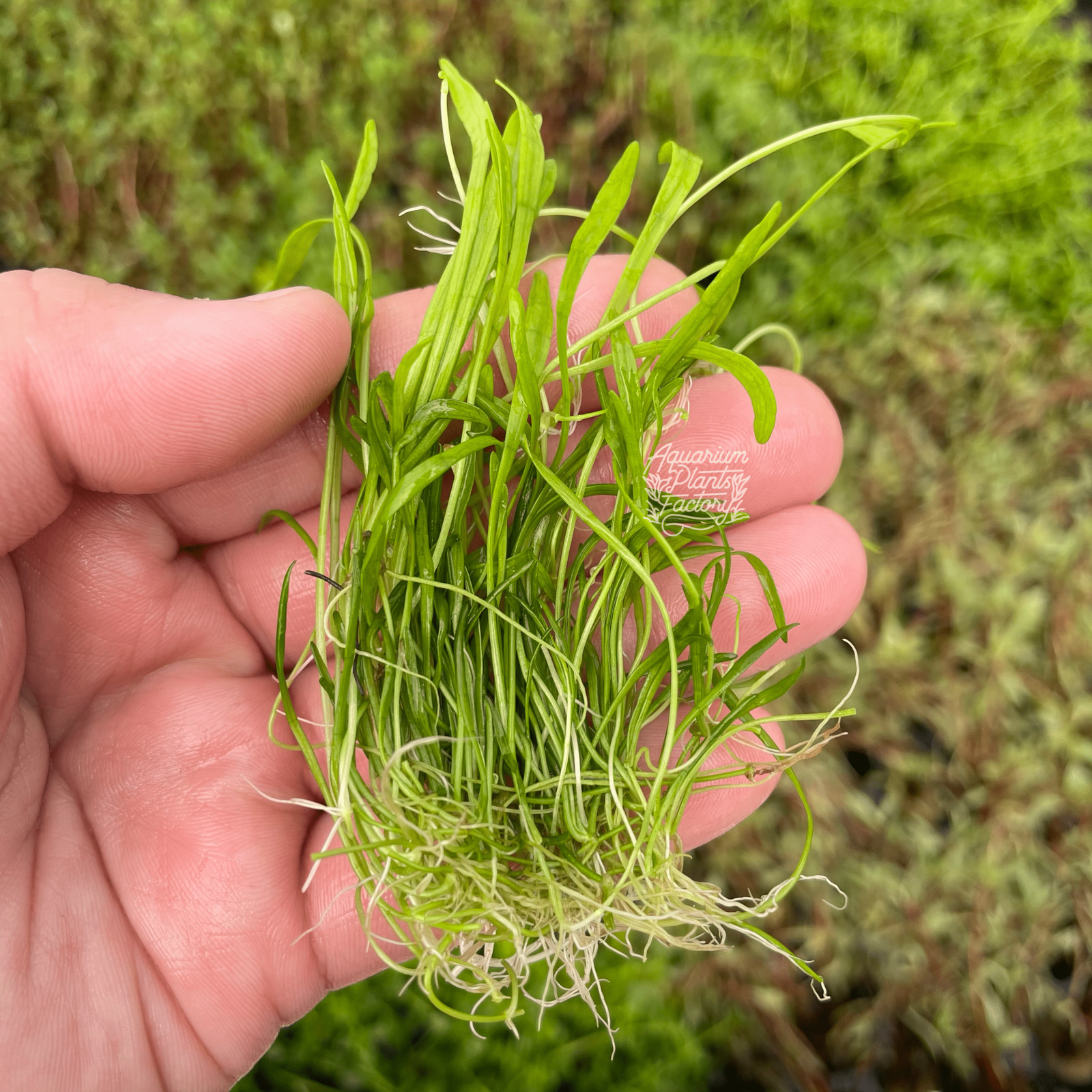 Micro Sword | Aquarium Plants Factory®