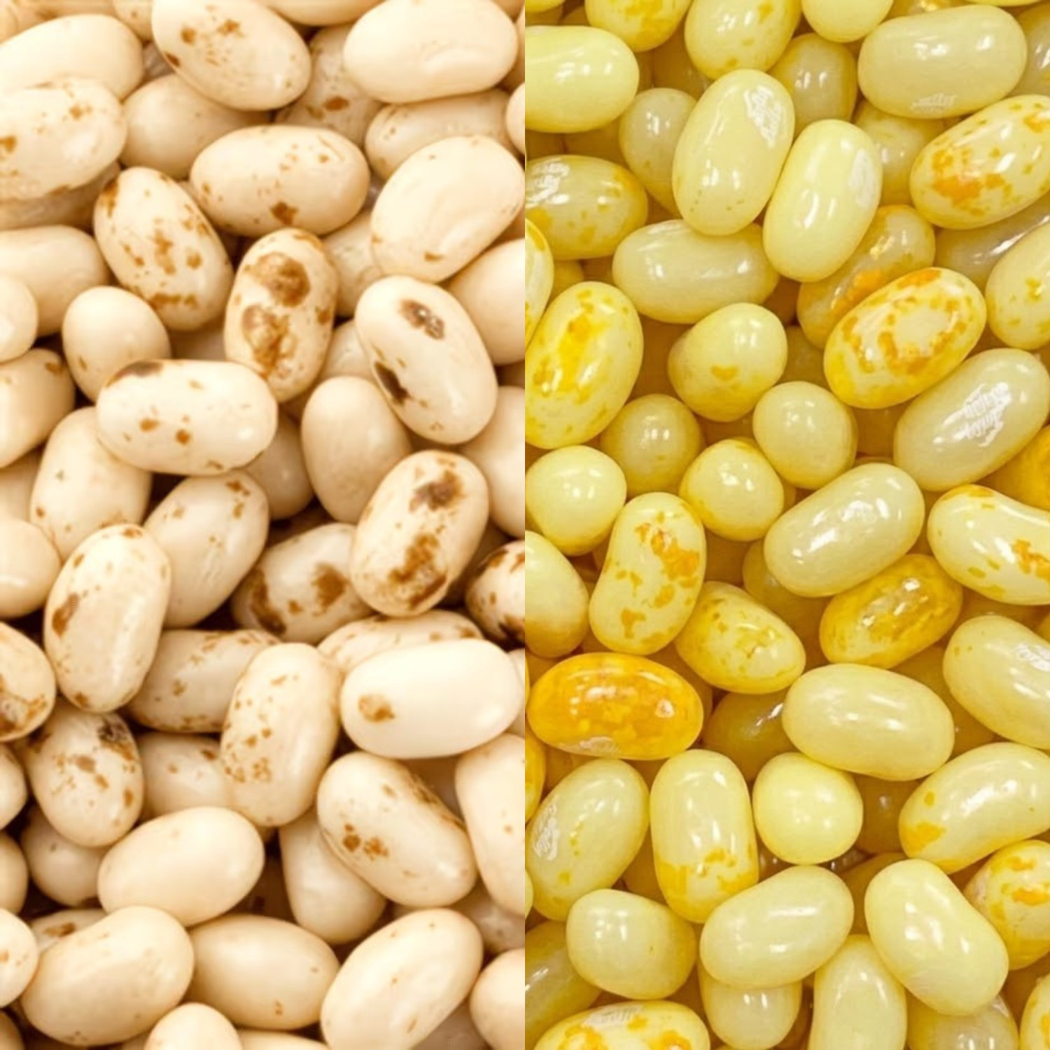 Jelly Belly Jellybean Mix | Buttered Popcorn & Toasted Marshmallow Mix 1LB ~ 2LB