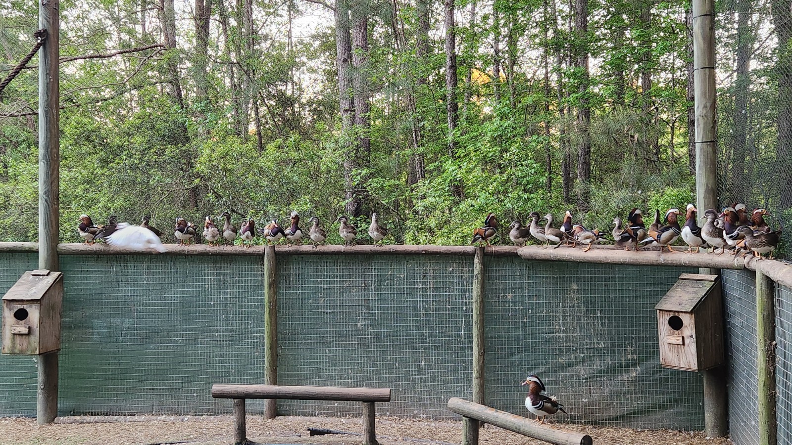 Pre sale Mandarin duck hatching eggs