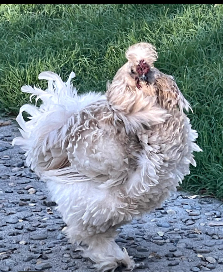 6 Fertilized Silkie Chicken Eggs – Farm Fresh Free Range – Small Batch – Clean