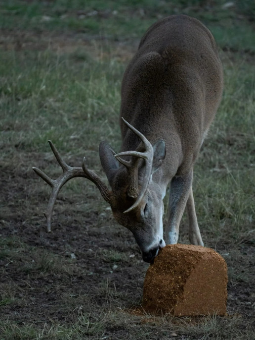 The Cube Range Deer Attractant Block, High Protein, Long-Lasting, 25lbs