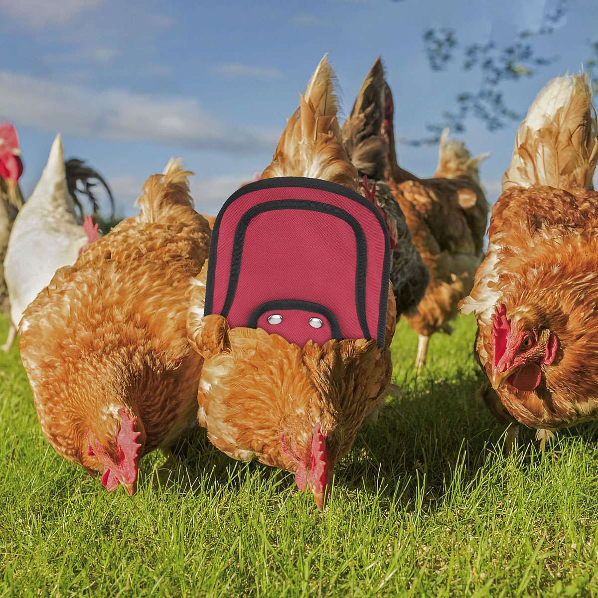 3pcs Pet Protection Back Wing Protector Hen Chicken Saddle Apron Jacket Coat