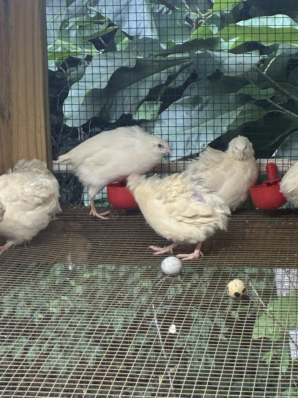 30+ Jumbo White / Texas A&M Coturnix Hatching Eggs