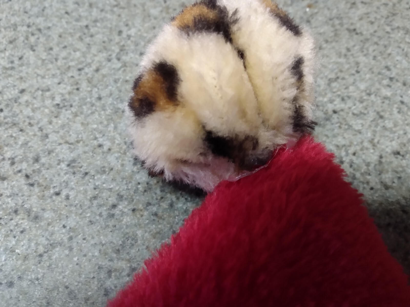 2 Santa Hats Red With Leopard Print