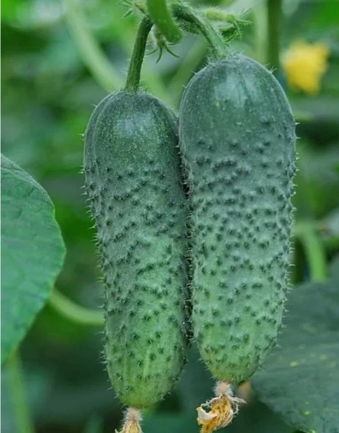 Cucumber seeds, 40 parthenocarpic cucumber AMUR F1 SW1089+TRACK №