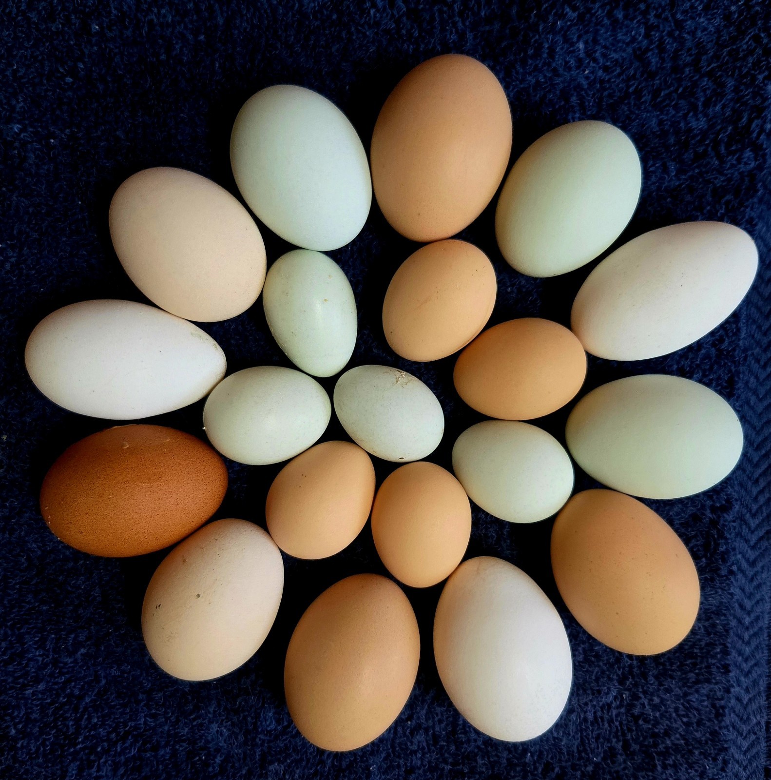 3++ Frizzle Polish Bantam & 3++ Extreme Serama Chicken Hatching Eggs