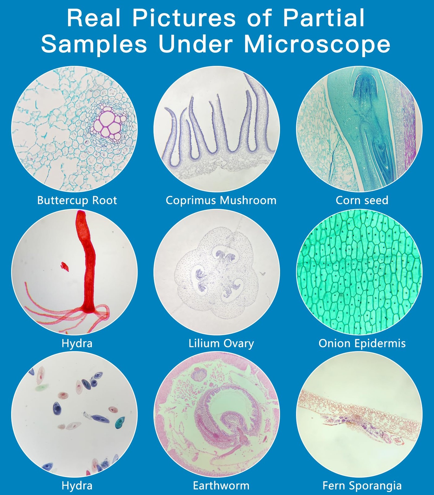 Microscope Slides with Specimens for , 60 Lab-Prepared Microscope Slides, Ani...