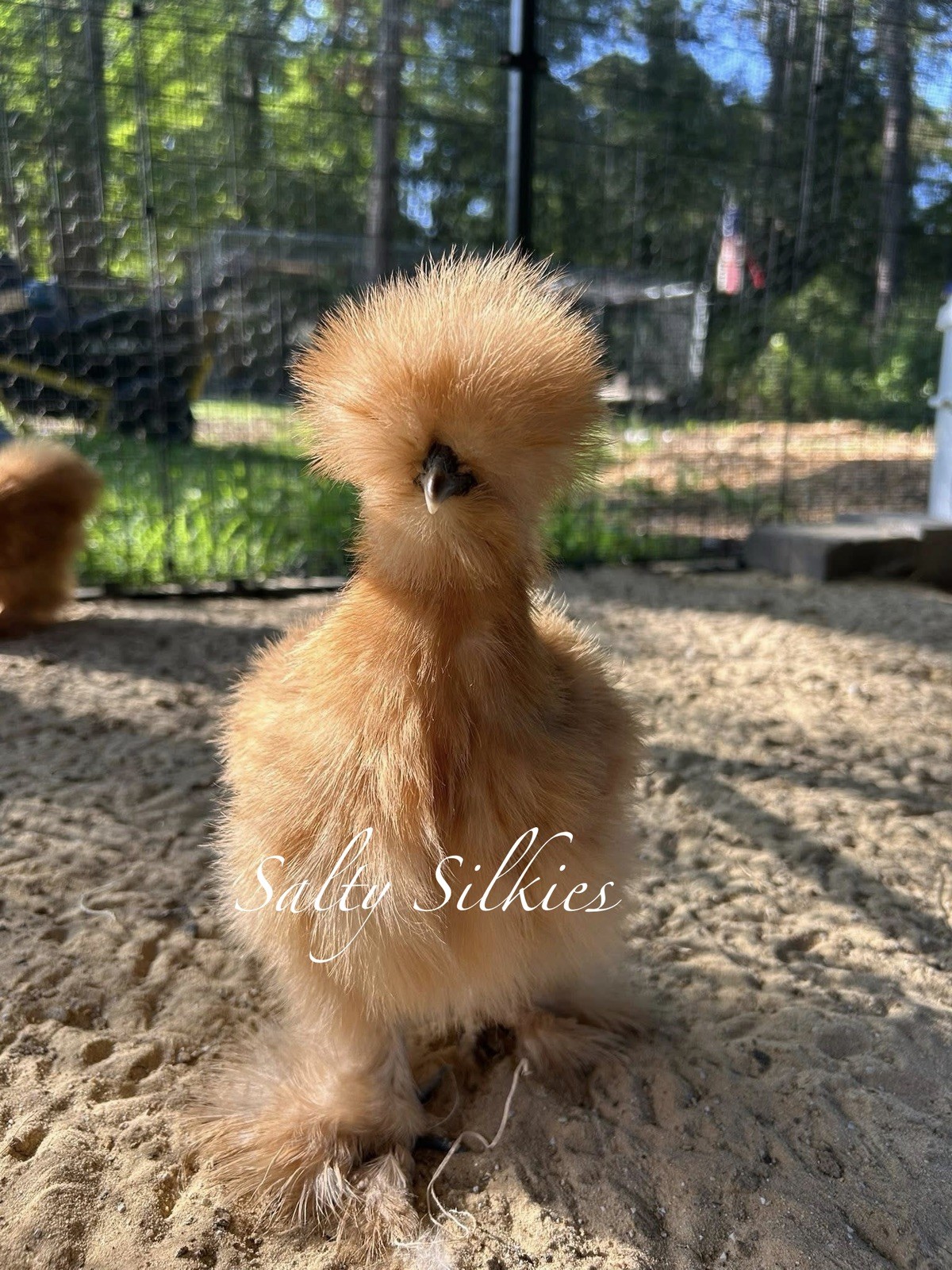Silkie Hatching Eggs 10+