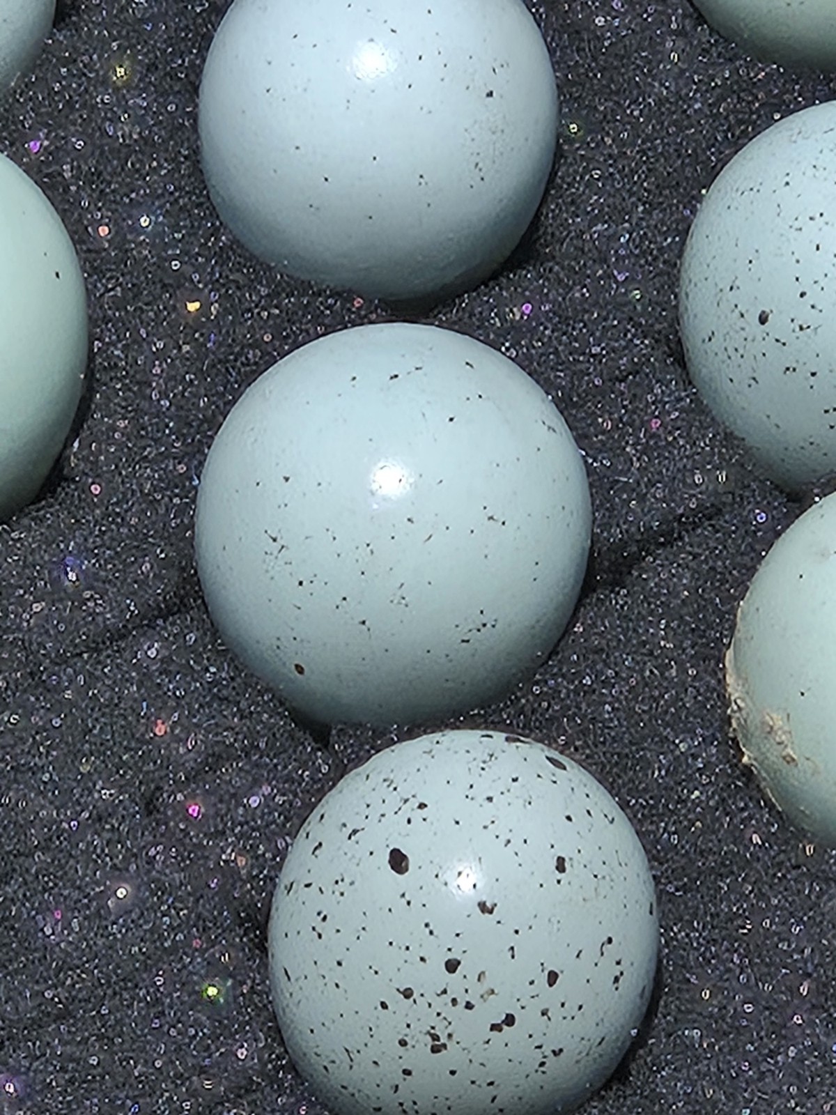 10+ Celadon Blue Coturnix Quail Hatching Eggs **100% TRUE BLUE**