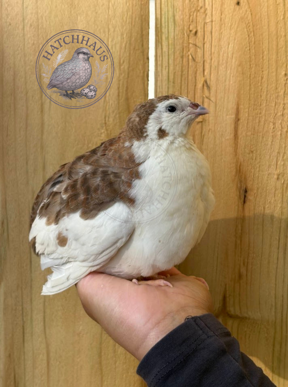 36 Assorted RARE COLORS Coturnix Quail Hatching Eggs - shipped in foam