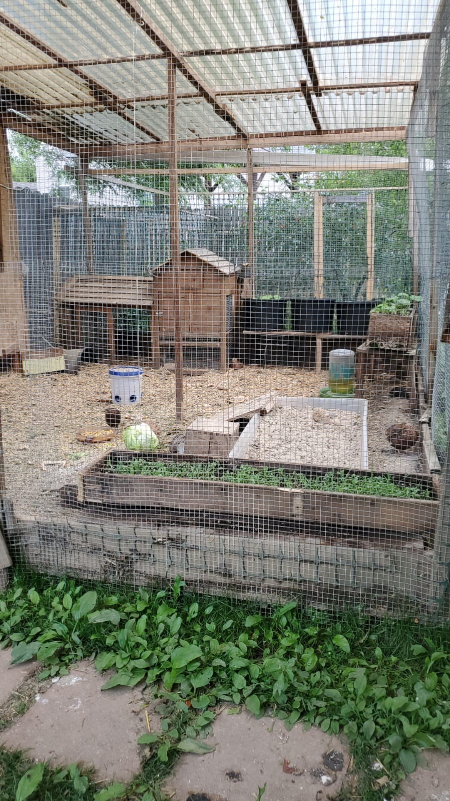 4 Fresh Celadon Quail Fertile Hatching Eggs Shipped Securely