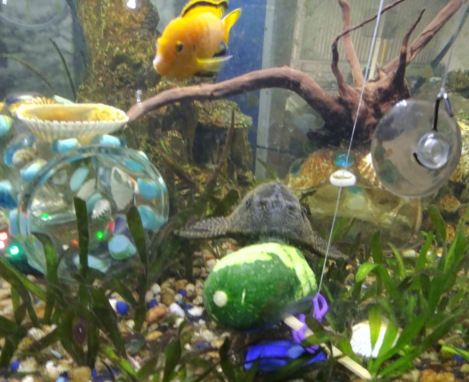 Small glass crystal fish cave aquarium decoration in Blue/Grn Glow in the Dark!