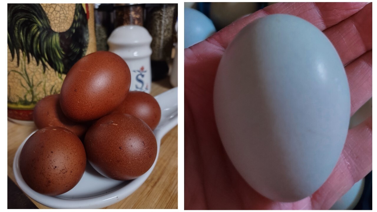 Rainbow Mix Assorted Hatching Eggs(10+) NPIP/A1 Certified
