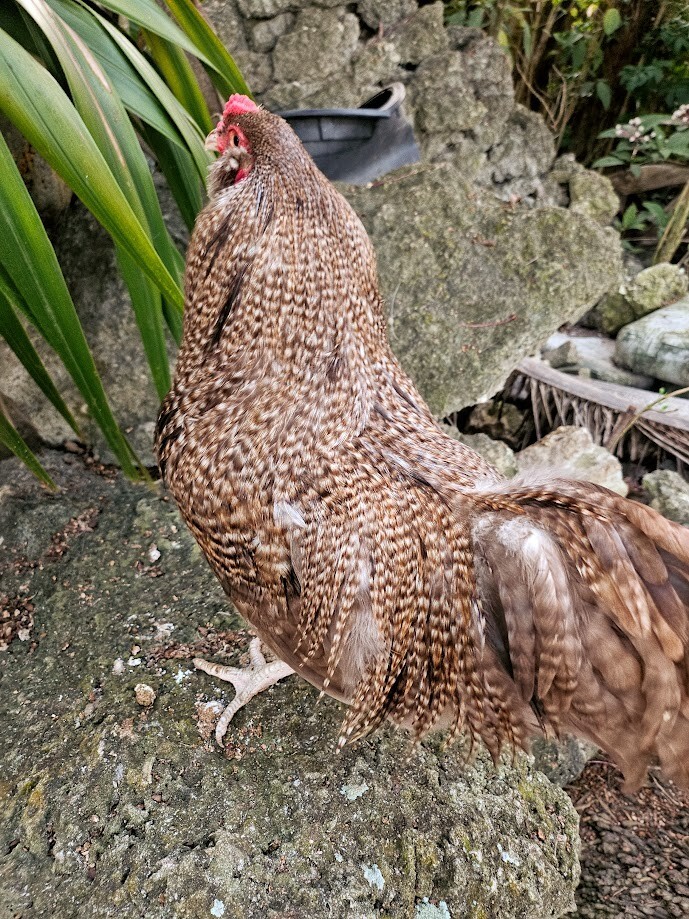 6 Chocolate Cuckoo Ameraucana Hatching Eggs - Half Dozen Shipped in Foam!