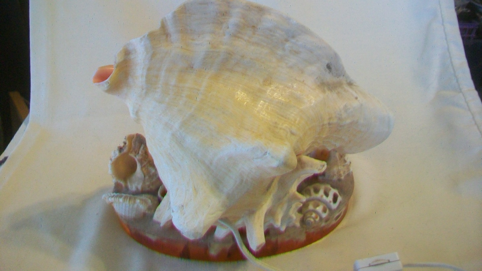 Conch Seashell Night Light with Many Other Shells on Clear Resin Base