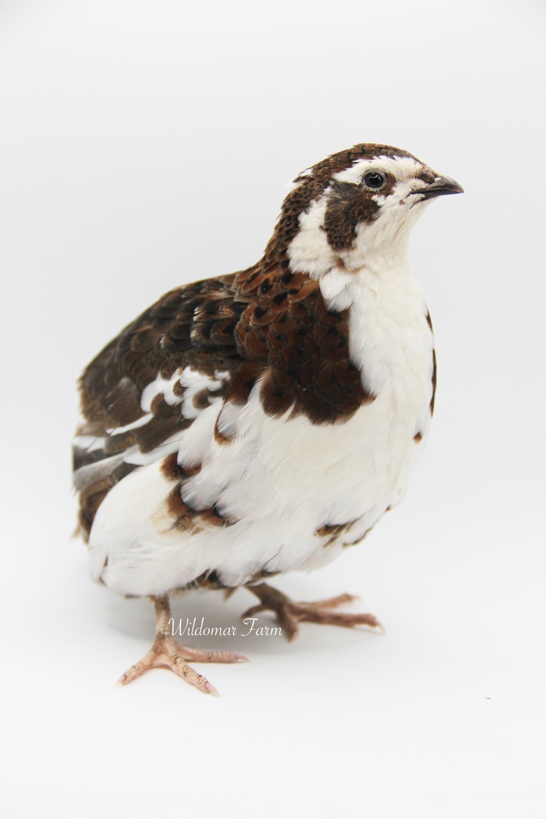 30+ Coturnix Quail Hatching Eggs
