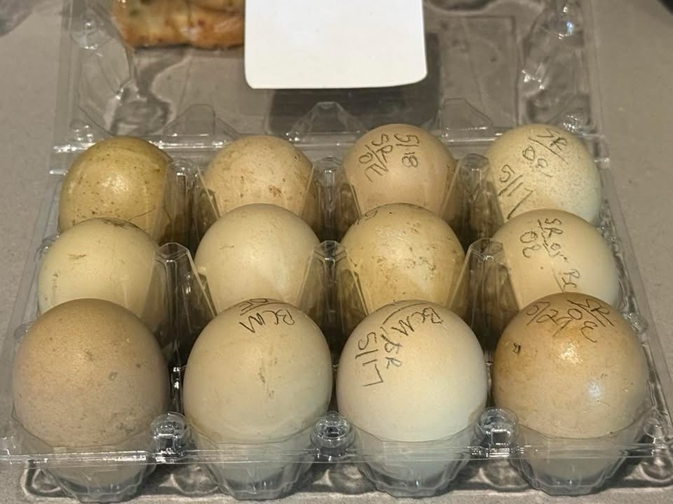 NPIP Certified F1 Olive Egger & Olive Egger Backcross Hatching Eggs – 1 Dozen