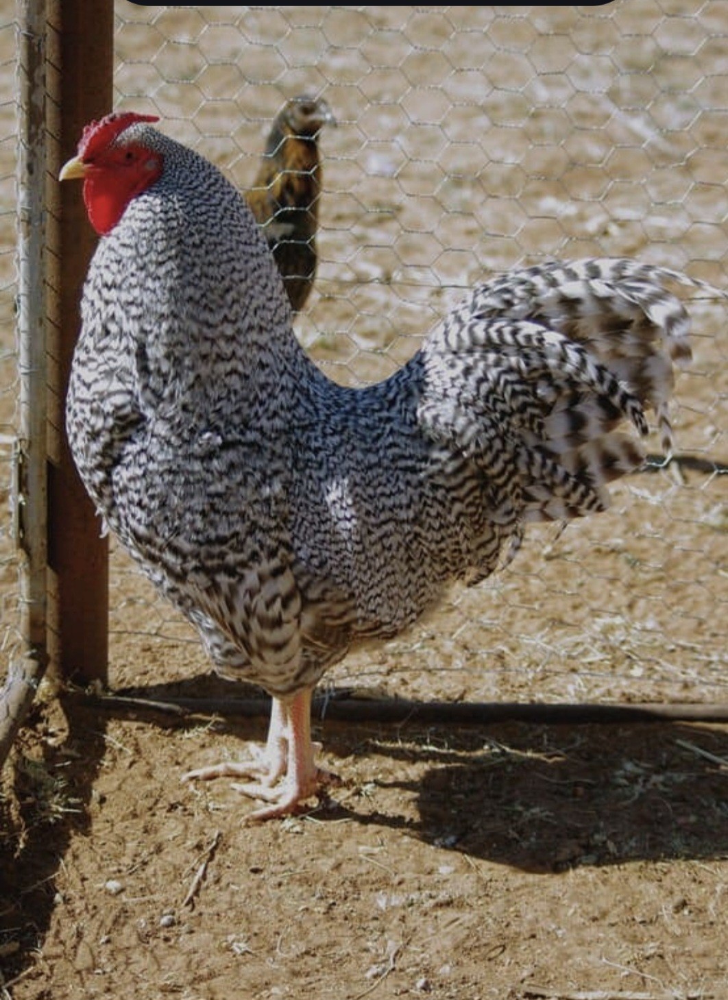 FREE SHIPPING!!! 12 Dominique Chicken Hatching Eggs  - NPIP AI Clean