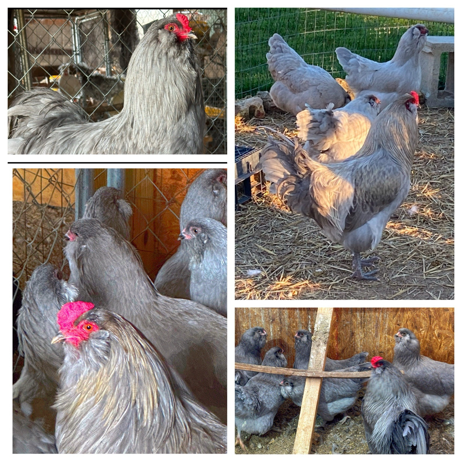 6 Barnyard Mix Hatching Eggs (NPIP Certified)